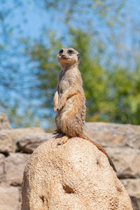 Meerkat, suricata suricatta or suricate, small mongoose in southern africa in its natural habitat