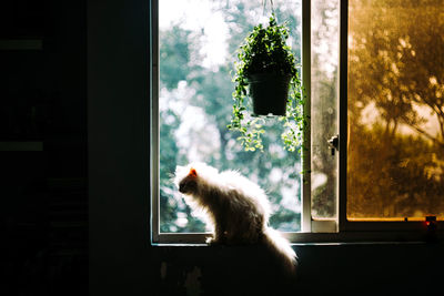 Cat looking through window