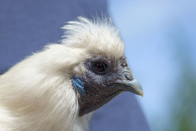Super close up macro portrait of the face of a white silkie chicken. detail of hard wrinkly skin