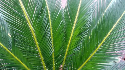 Close-up of palm tree