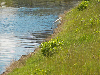 View of bird in lake