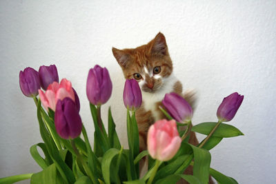 Close-up of multi colored tulips