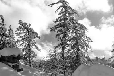 Low angle view of trees against sky during winter