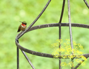 Close-up of bird perching on a branch