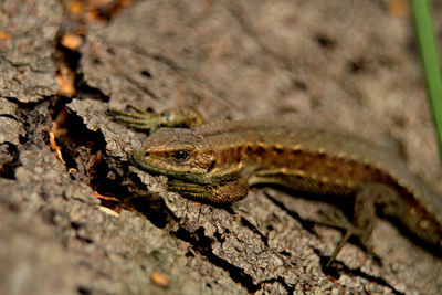 Close-up of lizard on rock