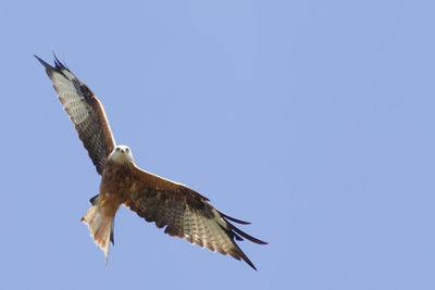 Low angle view of eagle flying in sky