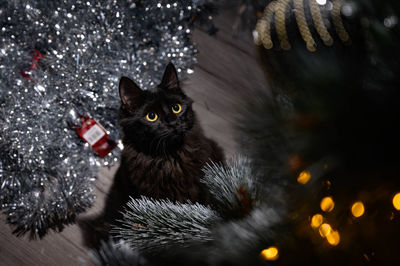 Portrait of cat with christmas lights