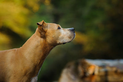 Profile view of brown dog looking away