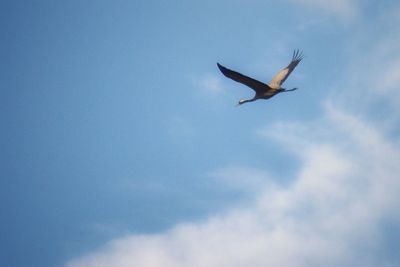 Low angle view of seagull flying in sky