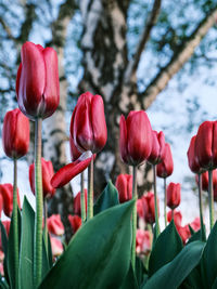 Close-up of pink tulips