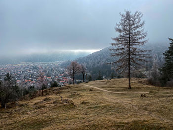 Trees on field against sky during winter