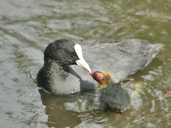 Close-up of duck swimming in lake