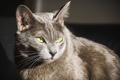 Close-up portrait of cat