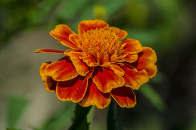 Close-up of orange marigold flower