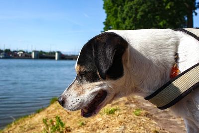 Close-up of a dog looking away