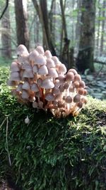 Plants growing in forest