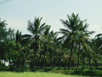 Palm trees on field against clear sky