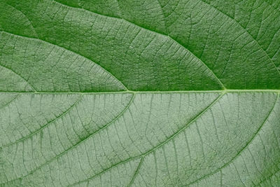 Full frame shot of green leaves
