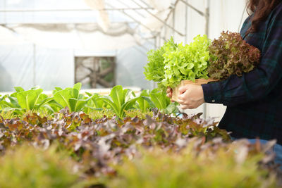 Woman holding plants in greenhouse