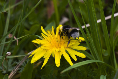 Bee macro and close-up, insects wildlife, nature and background.