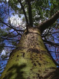 Low angle view of tree against sky