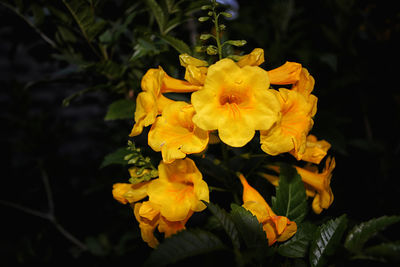 Close-up of yellow flowers blooming outdoors