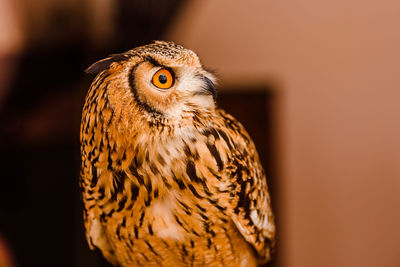 Close-up of owl perching outdoors