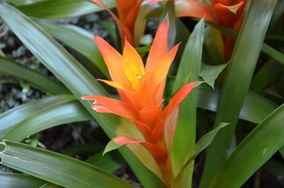 Close-up of orange flowering plant