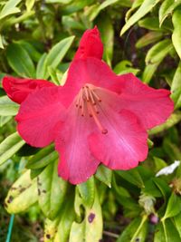 Close-up of pink hibiscus blooming outdoors