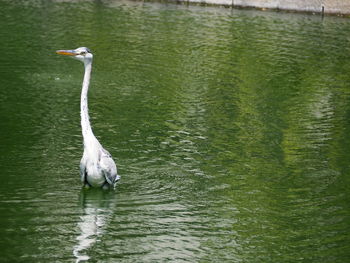 Bird swimming in lake