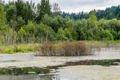 Scenic view of lake against trees in forest