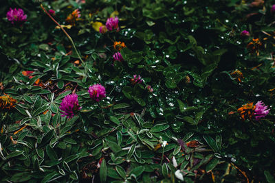 High angle view of purple flowering plants