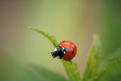 Close-up of ladybug on leaf