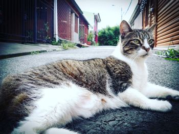 Cat outdoors