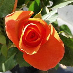 Close-up of rose flower