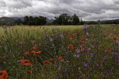 Scenic view of flowering plants on field against sky