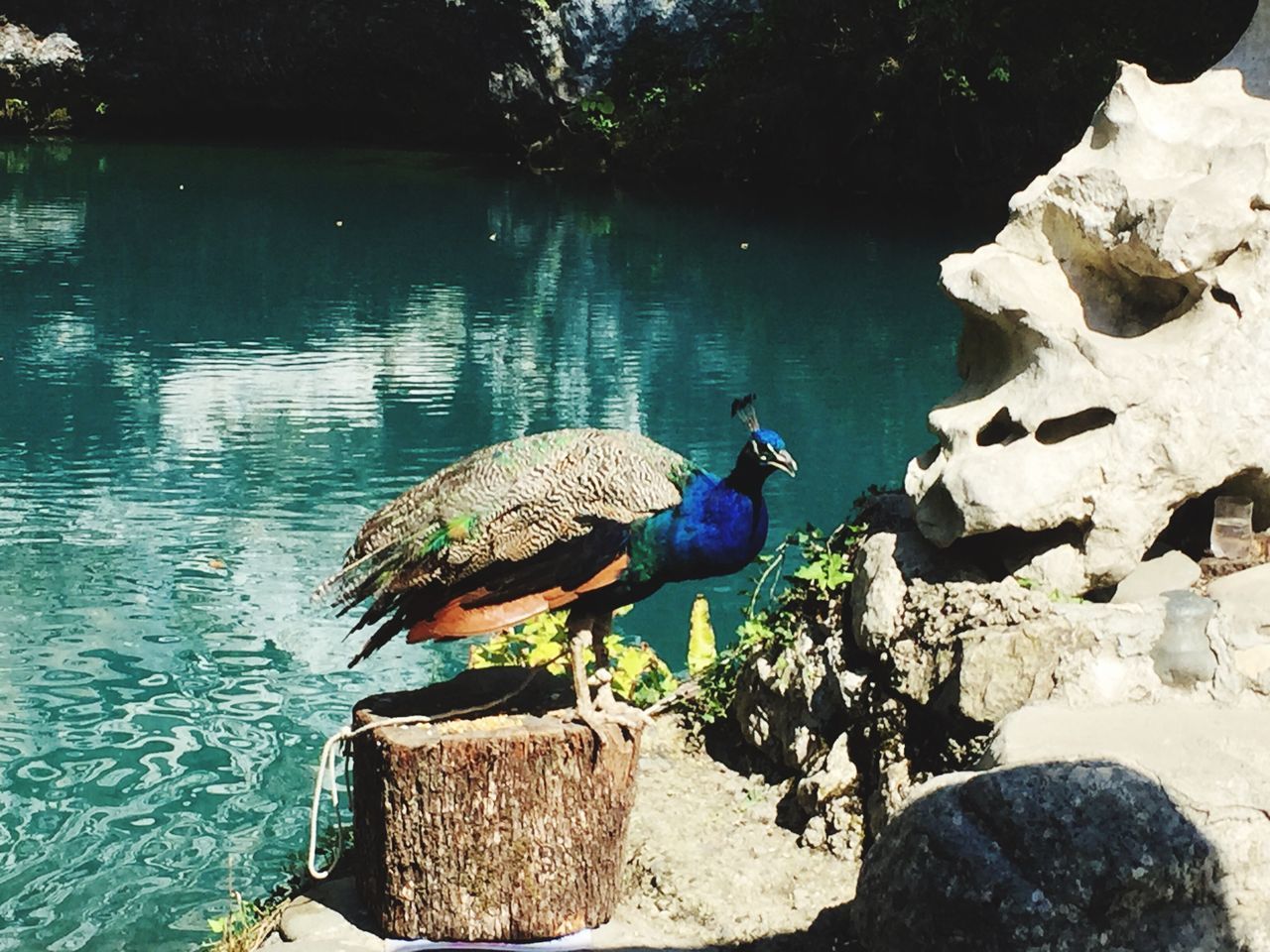 BIRDS PERCHING ON LAKE