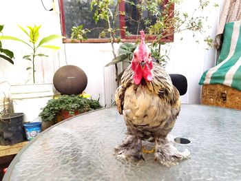 View of a bird by potted plants