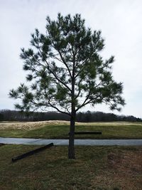 Tree by lake against sky