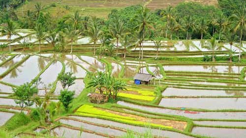 High angle view of rice field by swimming pool