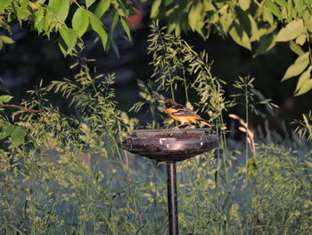 Close-up of bird on plants