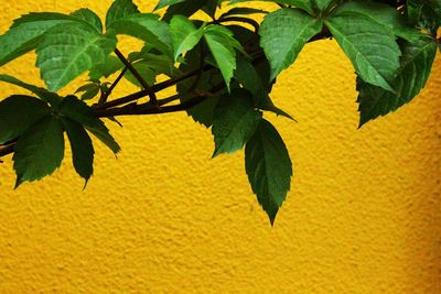 Close-up of fresh yellow leaves