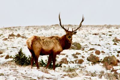 Deer standing on snow covered land