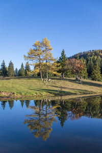 Reflection of trees in lake against clear blue sky