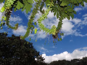 Low angle view of trees against sky