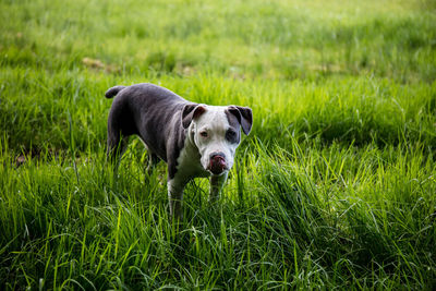 Portrait of dog on field