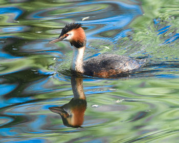 Duck swimming in lake