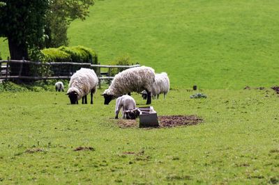 Sheep grazing in a field