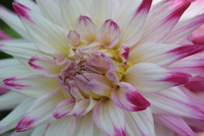 Close-up of pink dahlia