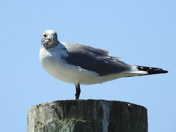 Low angle view of seagull perching on wooden post against clear sky